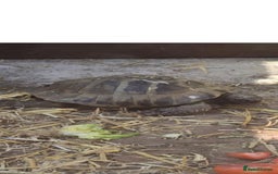 Tortoise reptiles for sale: Missing Tortoise - Image 1