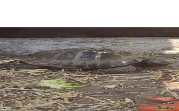 Tortoise reptiles - Advert 2