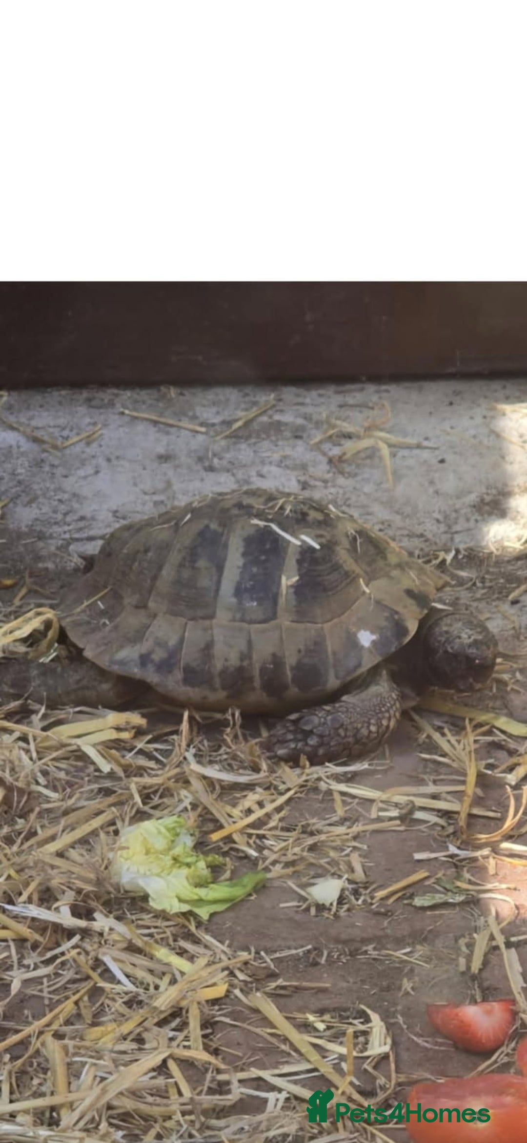 Tortoise reptiles for sale: Missing Tortoise - Image 1