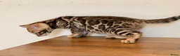 Bengal cats for sale: ⭐⭐⭐ Pedigree Bengal TICA registered Kittens ⭐⭐⭐ - Advert 5