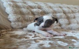 Whippet dogs for sale: KC Registered Blue Whippets - Image 18