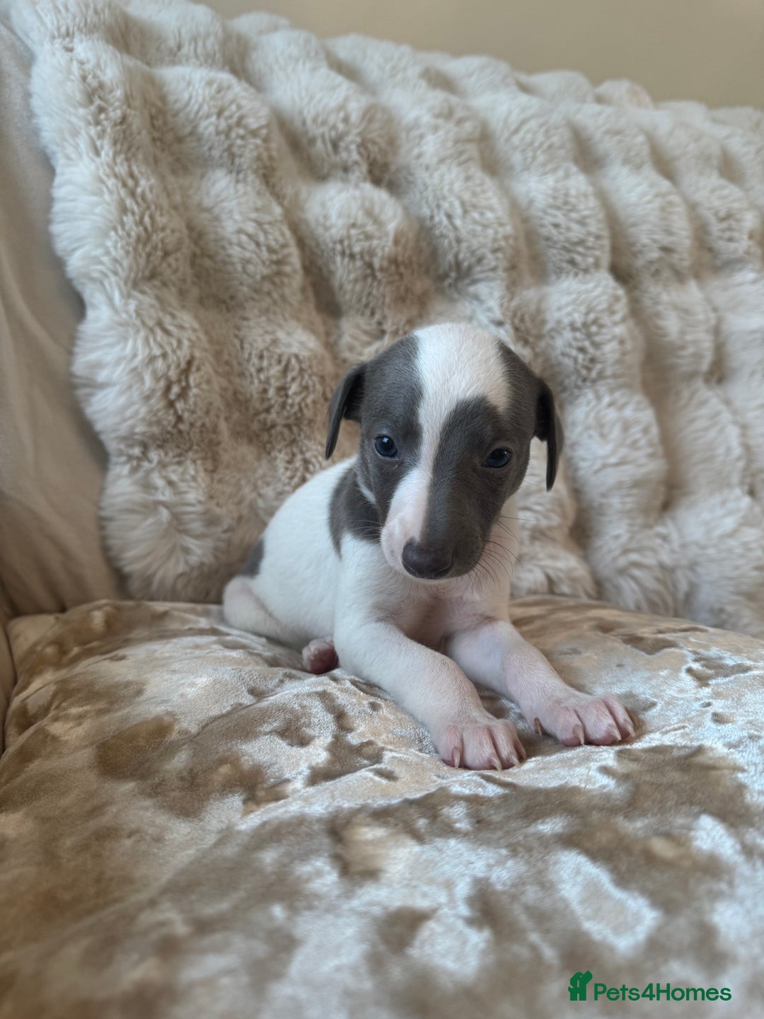 Whippet dogs for sale: KC Registered Blue Whippets - Image 18
