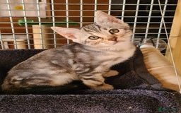 Bengal cats for sale: Female and male Bengal kittens - Advert 15