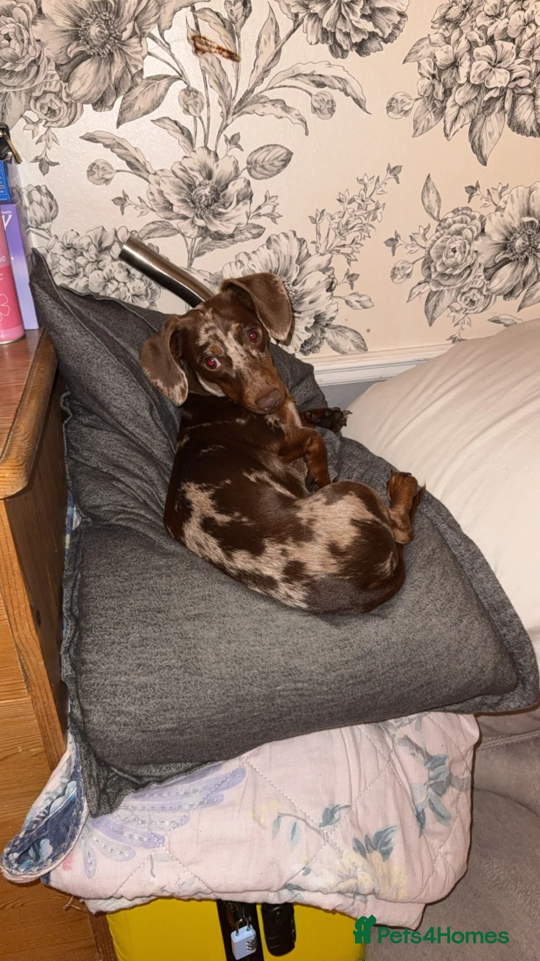 Dachshund dogs for stud: Stud  in Edenbridge - Advert 2