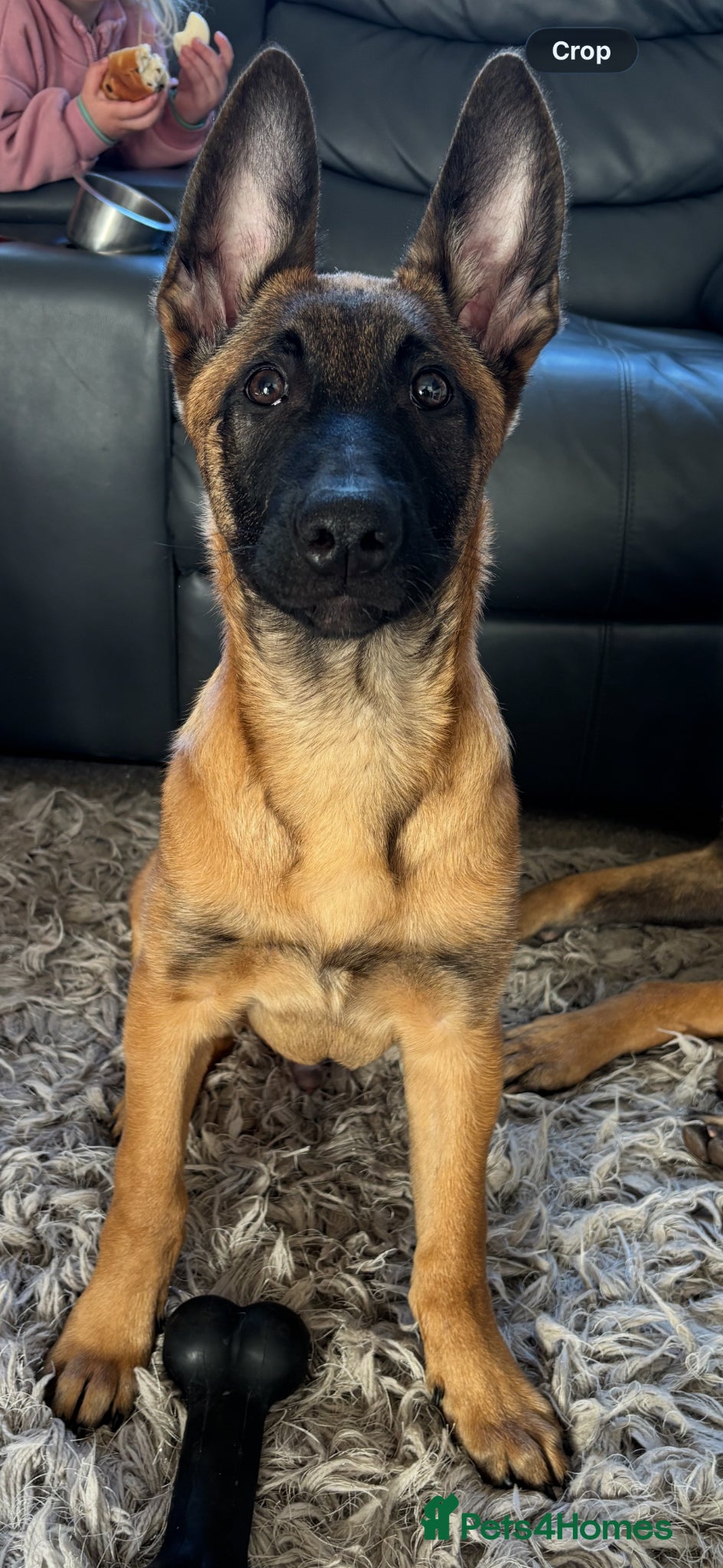 Belgian Shepherd Dog dogs 1 MALE LEFT!! 16 week old malinois puppy  - Advert 12
