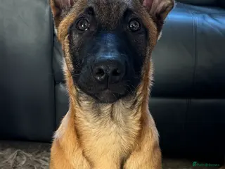 Belgian Shepherd Dog dogs 1 MALE LEFT!! 16 week old malinois puppy - Advert 12