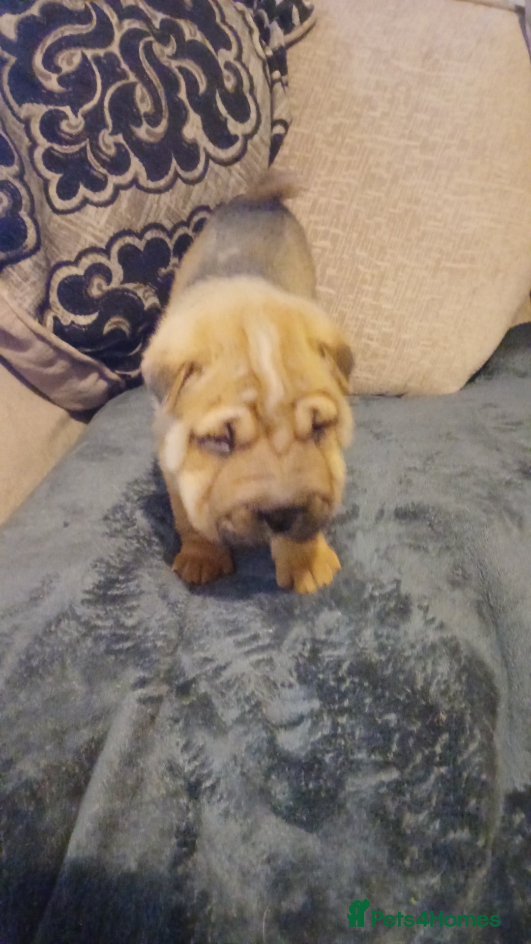 Shar Pei dogs for sale: Only 3 left beautiful pups ready to leave  - Advert 10