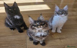 Maine Coon cats for sale: Pure Breed MaineCoon Kitten/TICA  - Image 5