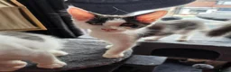 Maine Coon cats for sale: TICA REGISTERED STUNNING KITTENS  - Advert 14