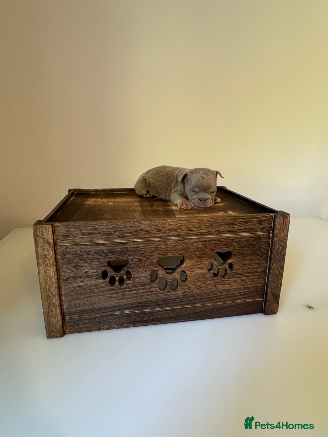 English Bulldog dogs for sale: 🏡 Ready to leave this Sunday 27.07.25 🏡 in Crawley - Image 6