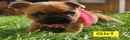 French Bulldog dogs for sale: French Buldog puppy's  - Advert 12