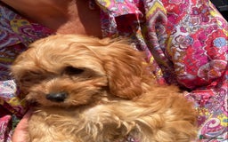 Cavapoo dogs for sale: 🐶🐩STUNNING MINIATURE CAVAPOO PUPPIES🐩🐶 - Image 5