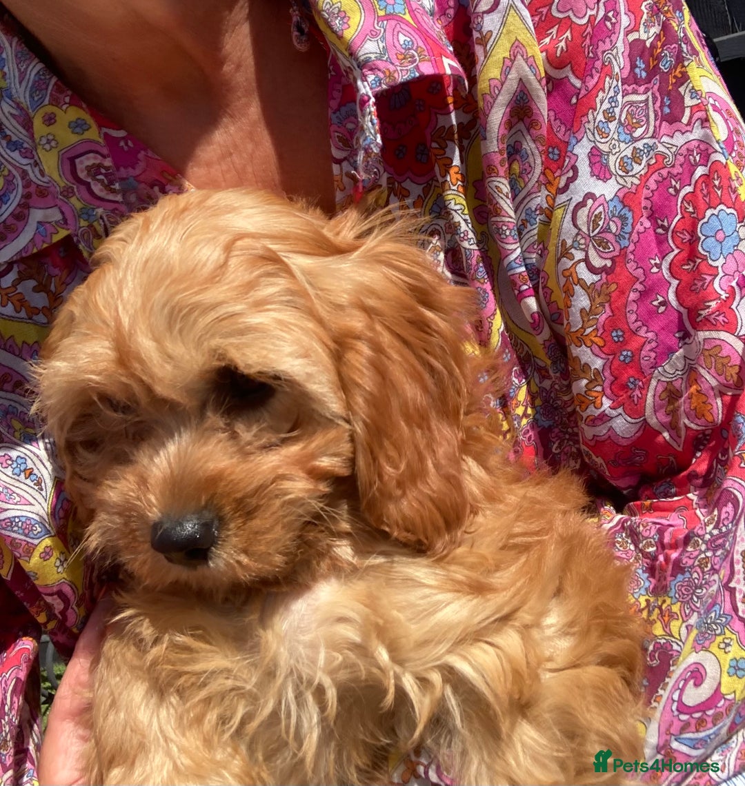 Cavapoo dogs for sale: 🐶🐩STUNNING MINIATURE CAVAPOO PUPPIES🐩🐶 - Image 5