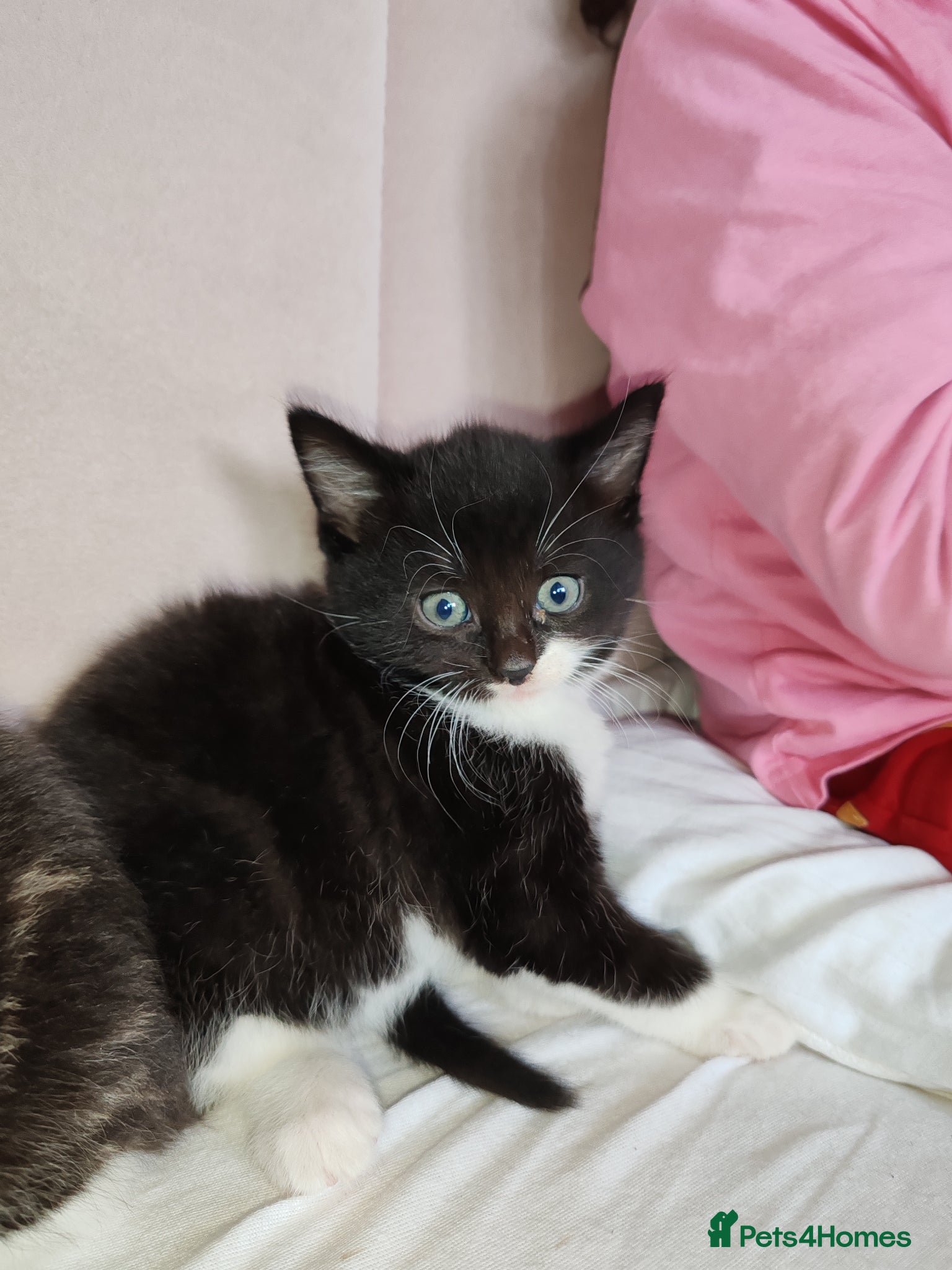Mixed Breed cats Lovely kittens  - Advert 8