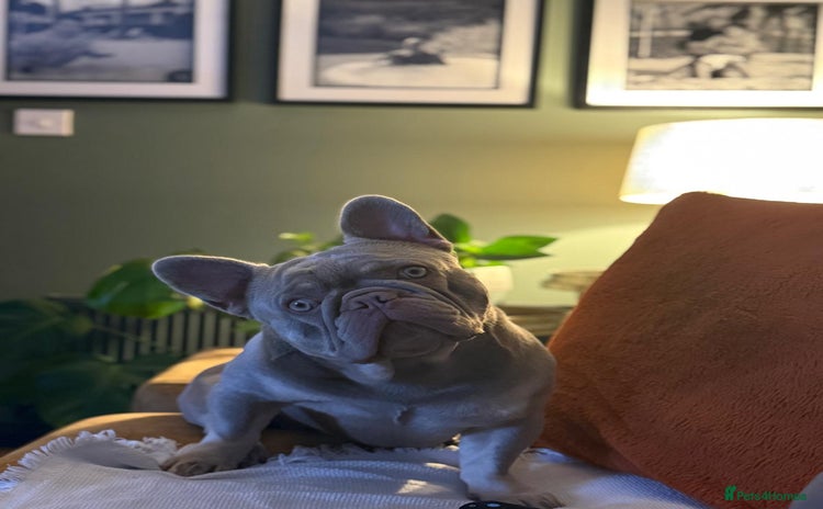 French Bulldog dogs - Advert 13