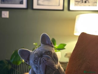 French Bulldog dogs - Advert 12