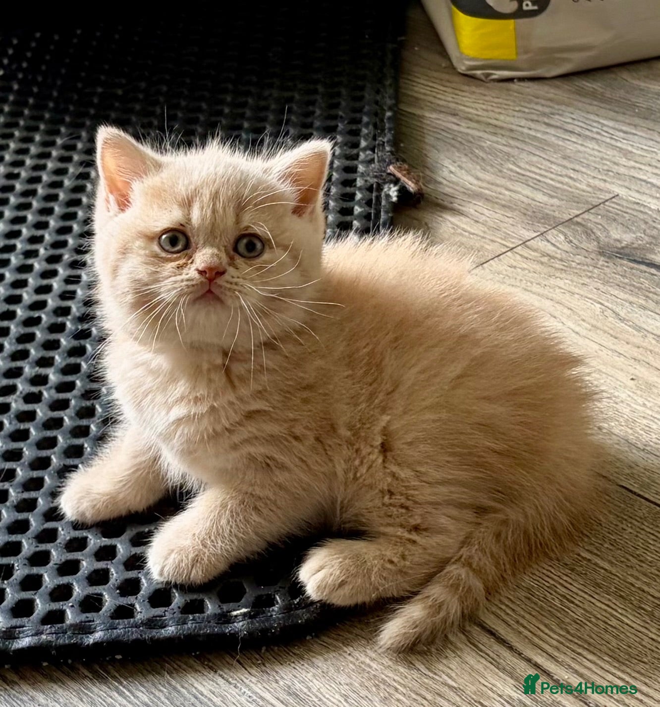 British Shorthair cats GCCF REGISTERED CHAMPION LINE BSH KITTENS - Advert 1