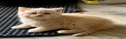 British Shorthair cats for sale: GCCF REGISTERED CHAMPION LINE BSH KITTENS - Advert 1
