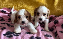Cavapoo dogs for sale: Cavapoo x cavalier King Charles puppies  - Image 5