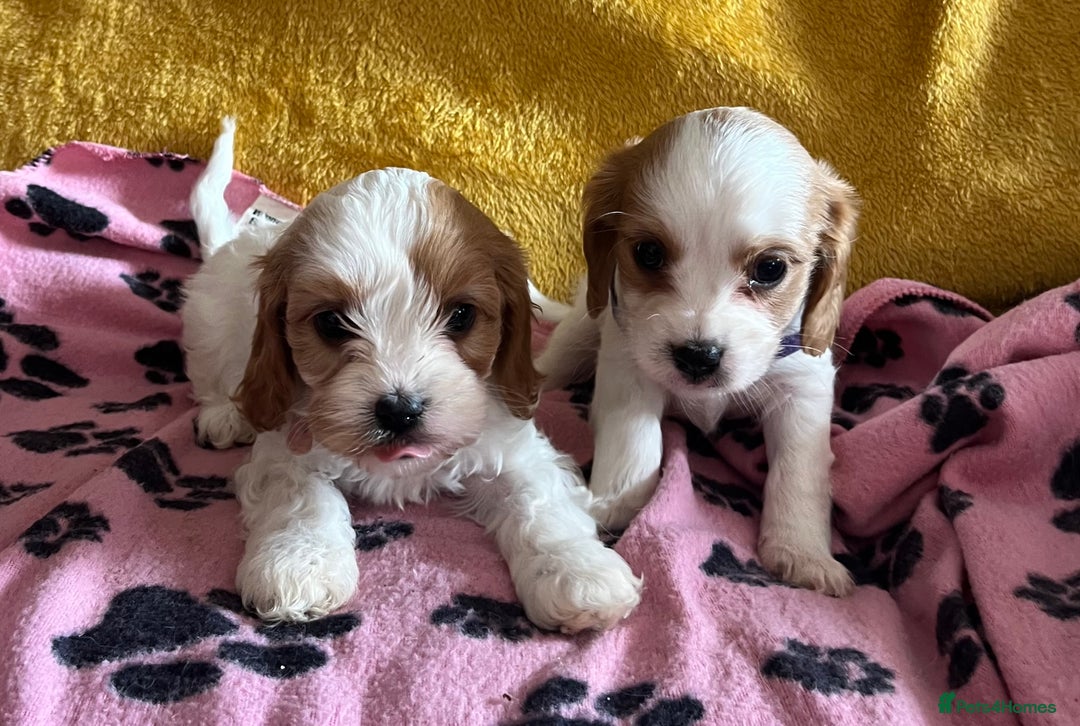 Cavapoo dogs for sale: Cavapoo x cavalier King Charles puppies  - Image 5