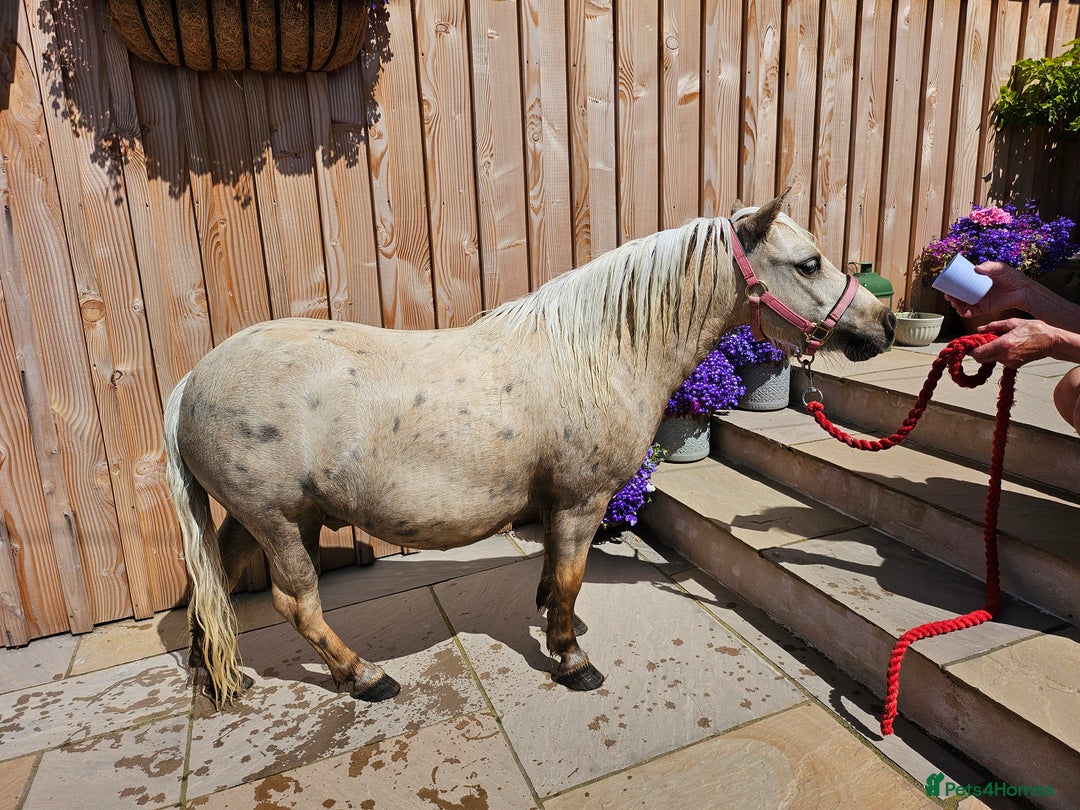 Shetland pony horses for sale: Palomino Minature Shetland Gelding  - Image 7