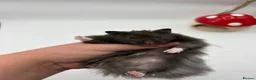 Hamster rodents for sale: Pedigree Syrian hamster pups  - Advert 7