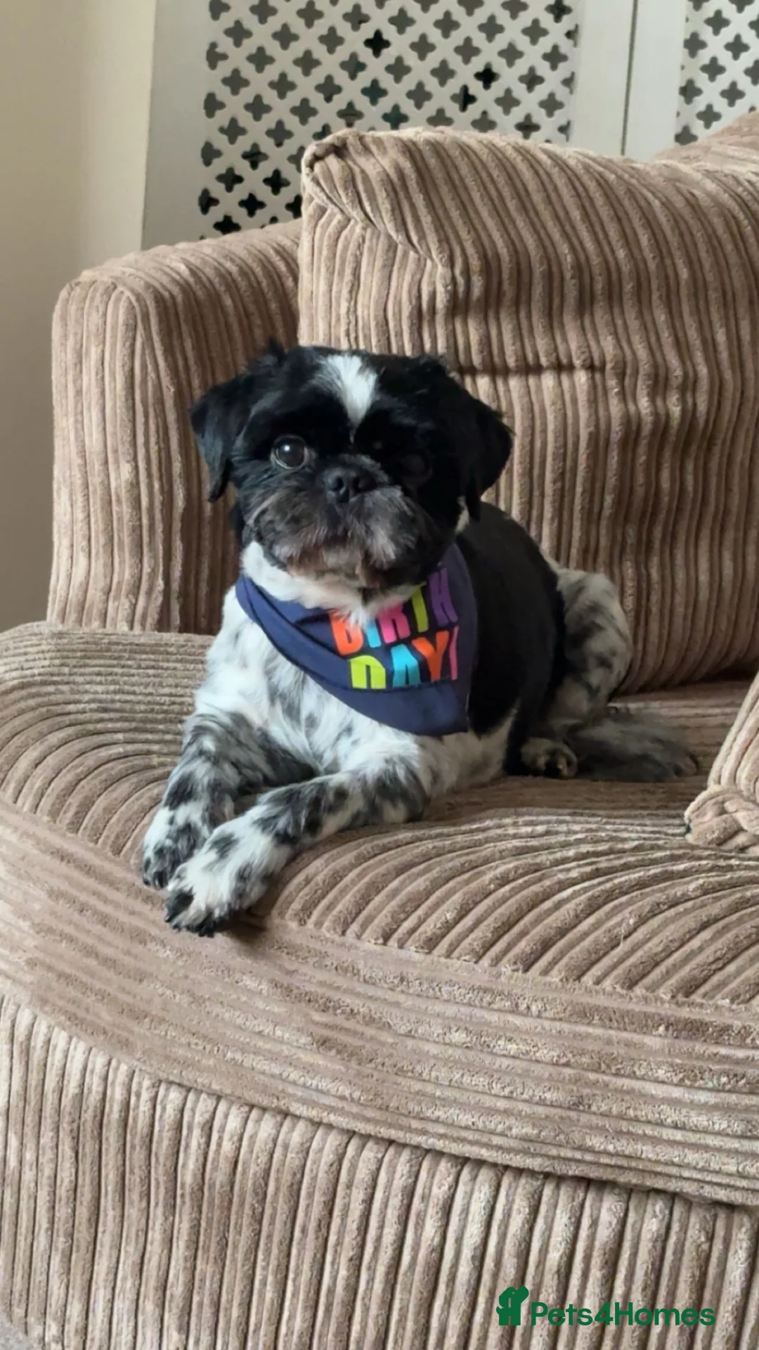 Shih Tzu dogs for stud: Beau- up for stud  - Advert 5