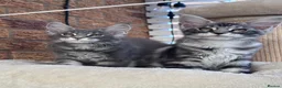 Maine Coon cats for sale: ✨2 Gorgeous Pure Breed Maine Coon Kittens✨ - Advert 9