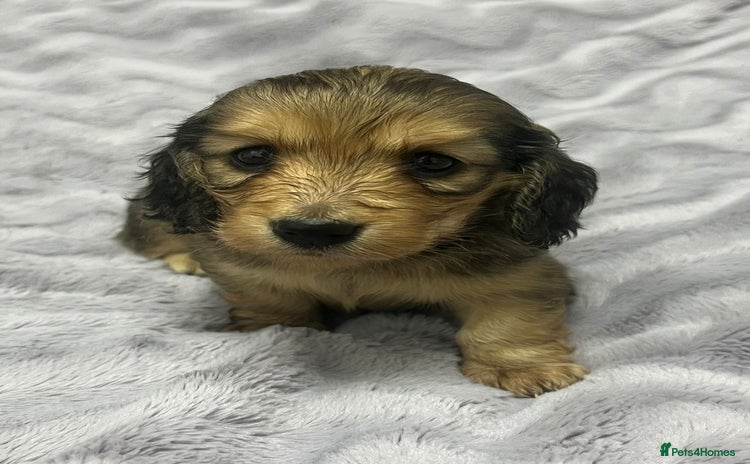 Miniature Dachshund dogs Longhairedd miniature dachshunds  - Advert 1