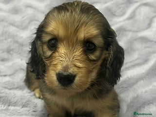 Miniature Dachshund dogs Longhairedd miniature dachshunds - Advert 1