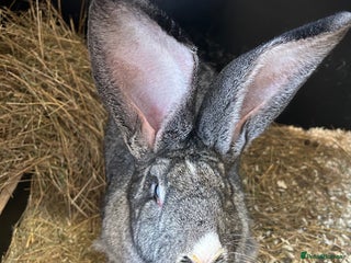 Continental Giant rabbits We Have the World’s Biggest Bunnies as seen on TV - Advert 2