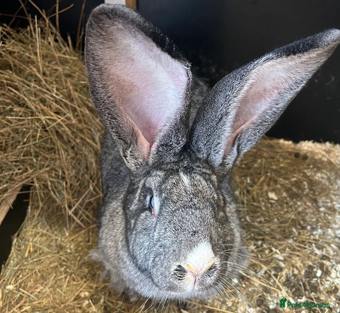 Continental Giant rabbits for sale: We Have the World’s Biggest Bunnies as seen on TV - Advert 1