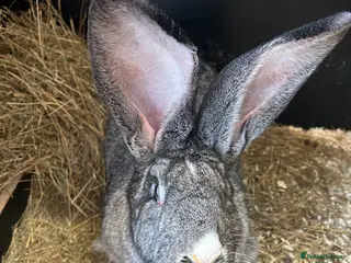 Continental Giant rabbits We Have the World’s Biggest Bunnies as seen on TV - Advert 3