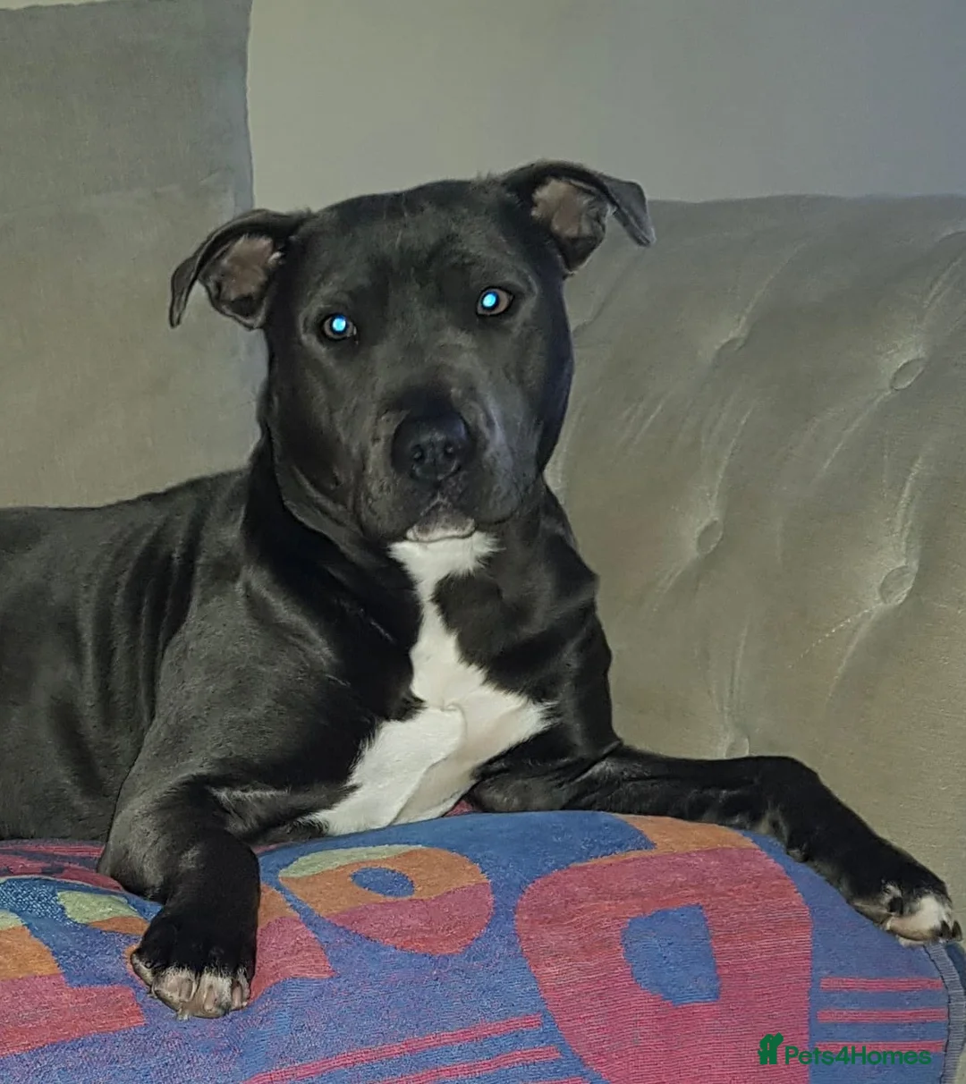 Staffordshire Bull Terrier dogs for sale: 🐾 Adorable Blue Staffordshire Bull Terrier–Luna🐾 in Swanscombe - Advert 1