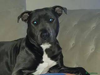 Staffordshire Bull Terrier dogs 🐾 Adorable Blue Staffordshire Bull Terrier–Luna🐾 - Advert 5