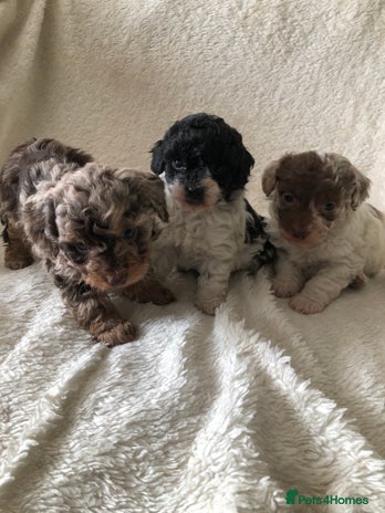 Jackapoo puppies for sale | Pets4Homes