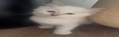 Ragdoll Kitten 3