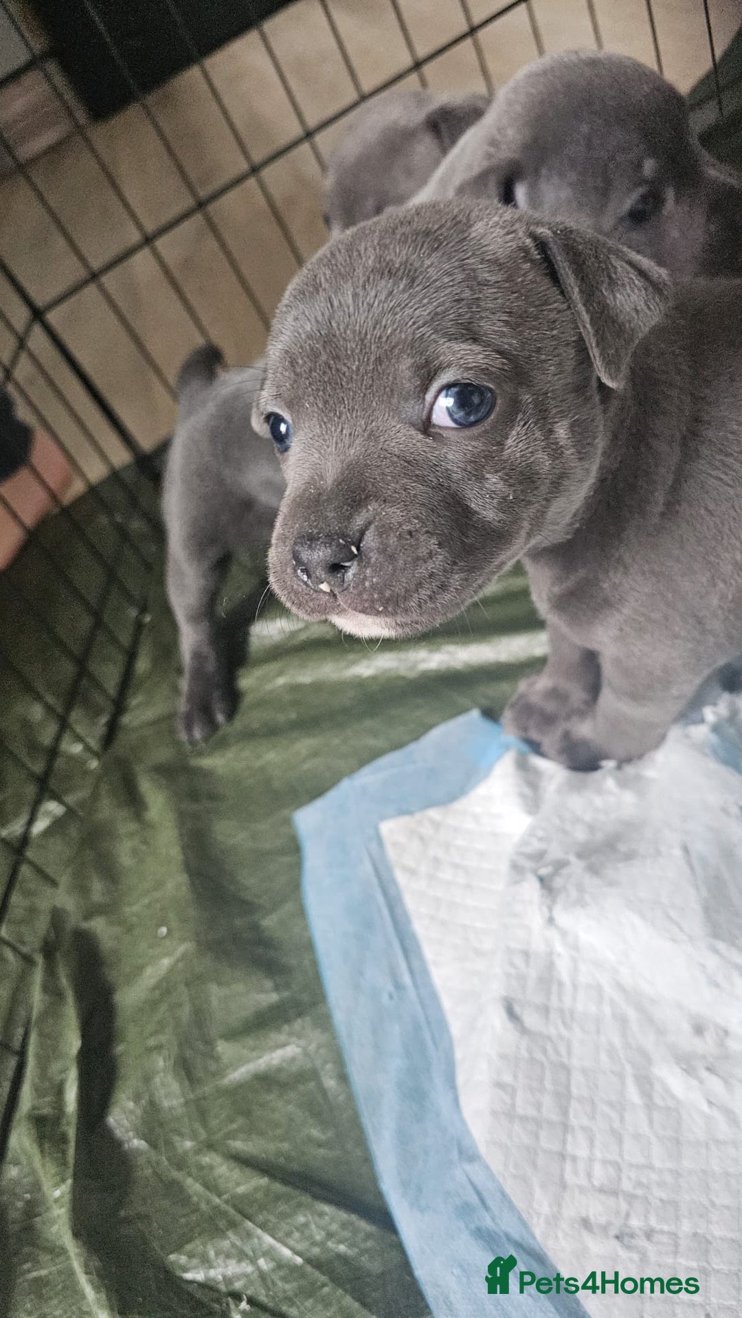 Staffordshire Bull Terrier dogs for sale: Beautiful Blue Staffs KC Registered - Image 7