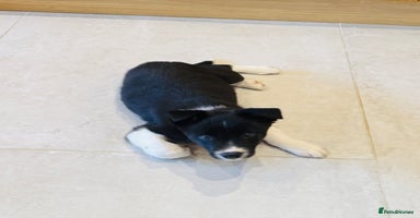 Border Collie dogs - Advert 12