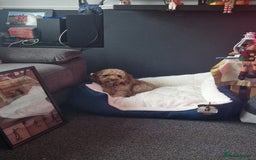 Cavapoo dogs for sale: Cavapoo Nova  - Advert 4