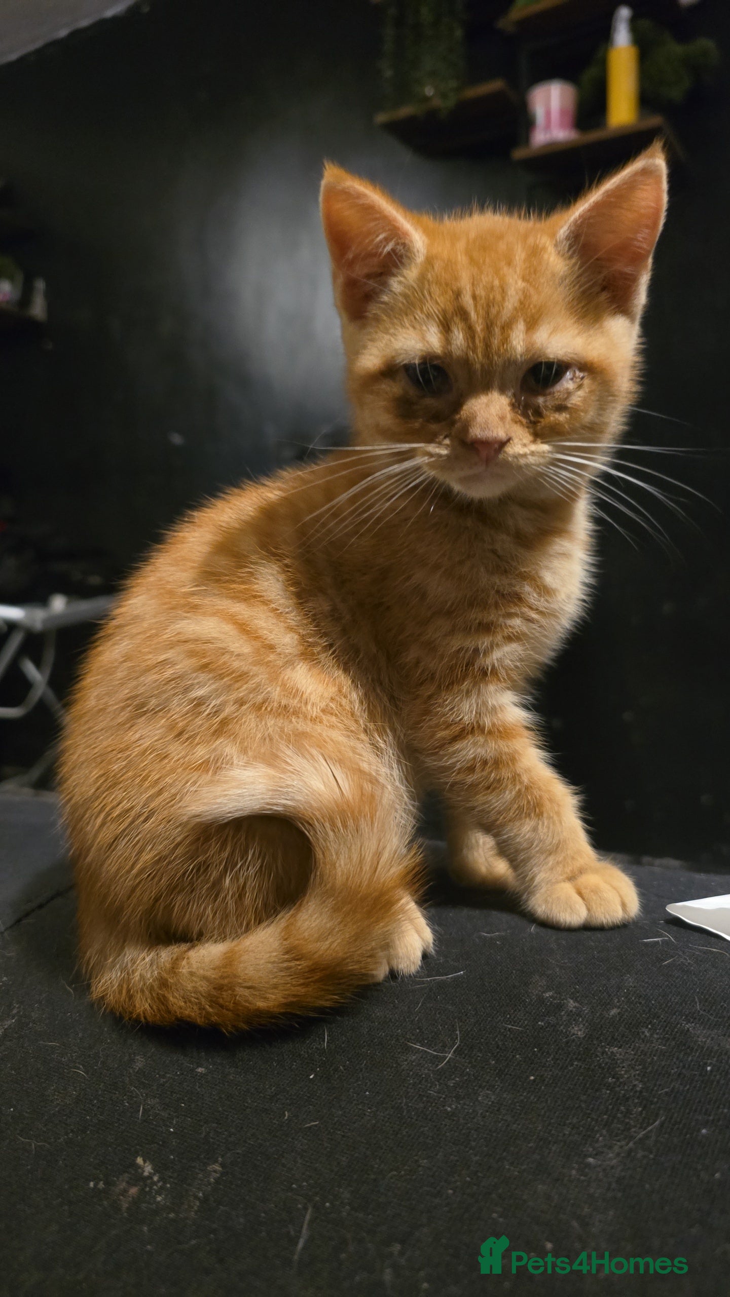 Mixed Breed cats British short-haired crosses - Advert 3