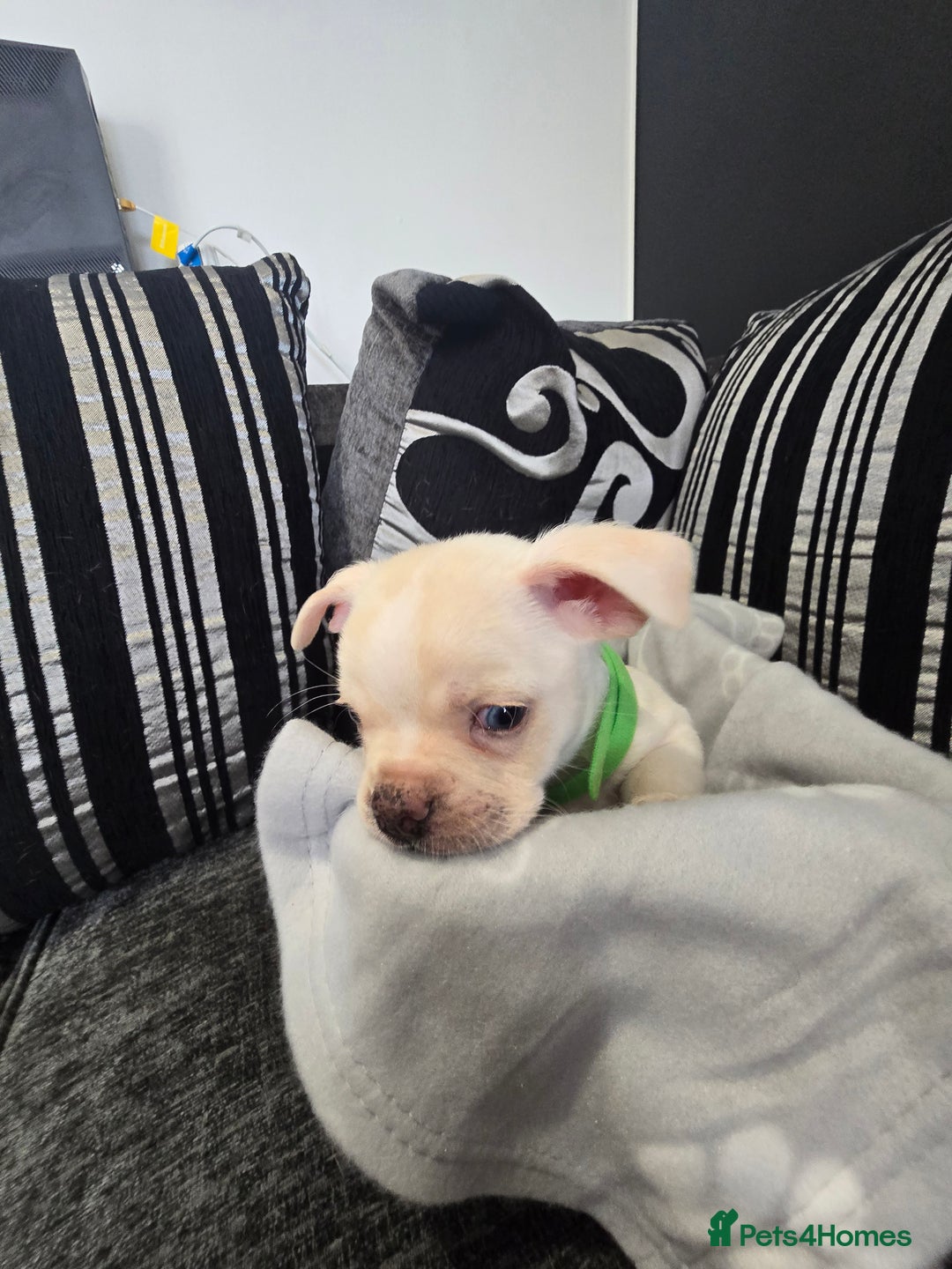 Mixed Breed dogs for sale: Puppy chugs 4 boys  - Image 4