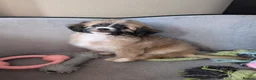 Mixed Breed dogs for sale: Shipoochis ready now 1 left - Advert 3