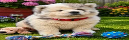 Chow Chow dogs for sale: Beautiful Chow Chow Puppies  in Rotherham - Advert 5