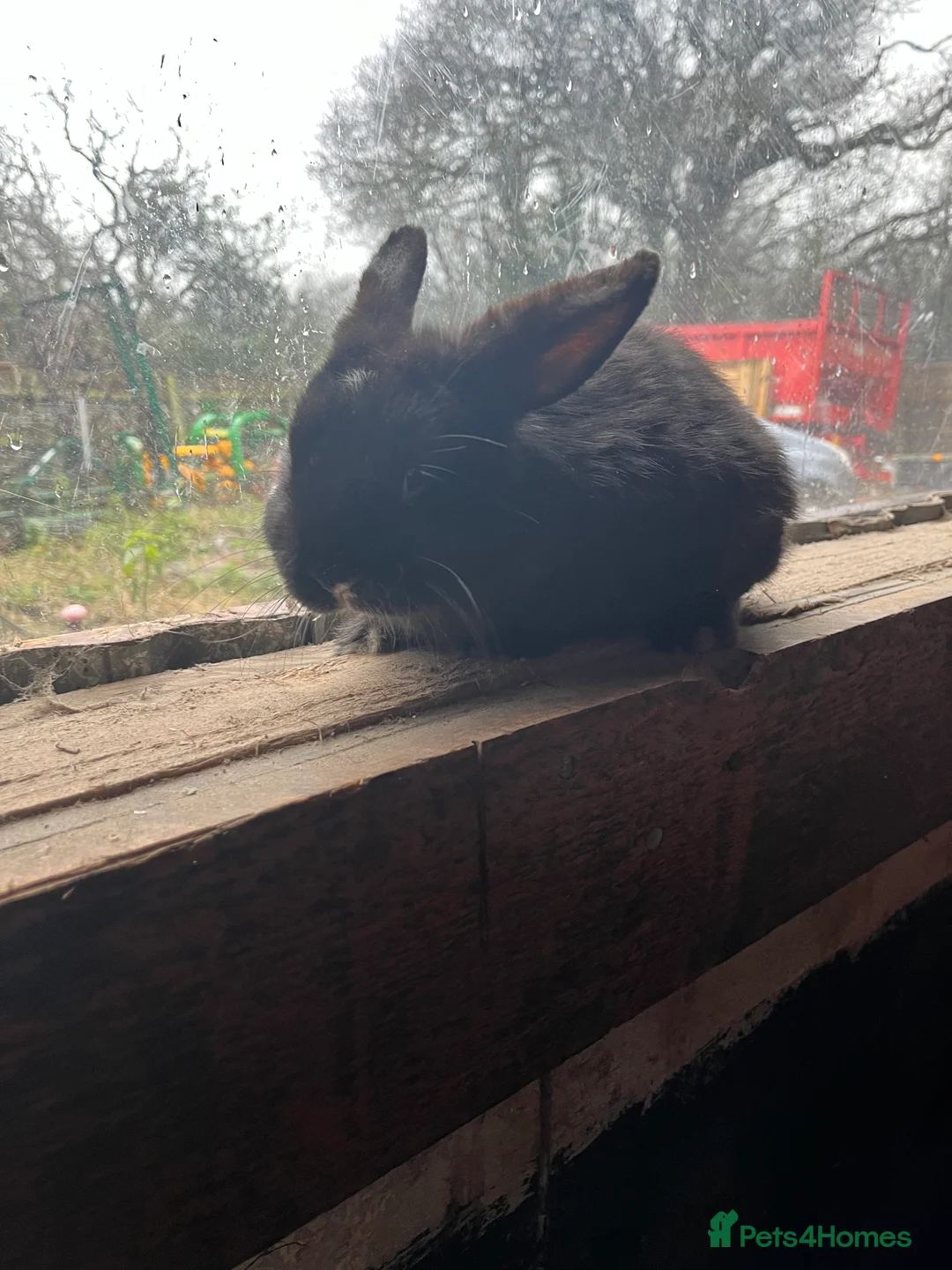 Mixed Breed rabbits for sale: Baby boy rabbit  - Advert 1
