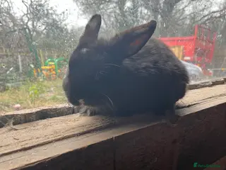 Mixed Breed rabbits Baby boy rabbit - Advert 1