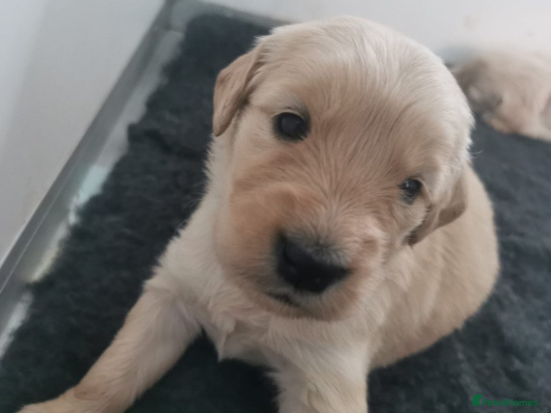 Golden Retriever dogs for sale: Golden Retriever puppies - Image 20