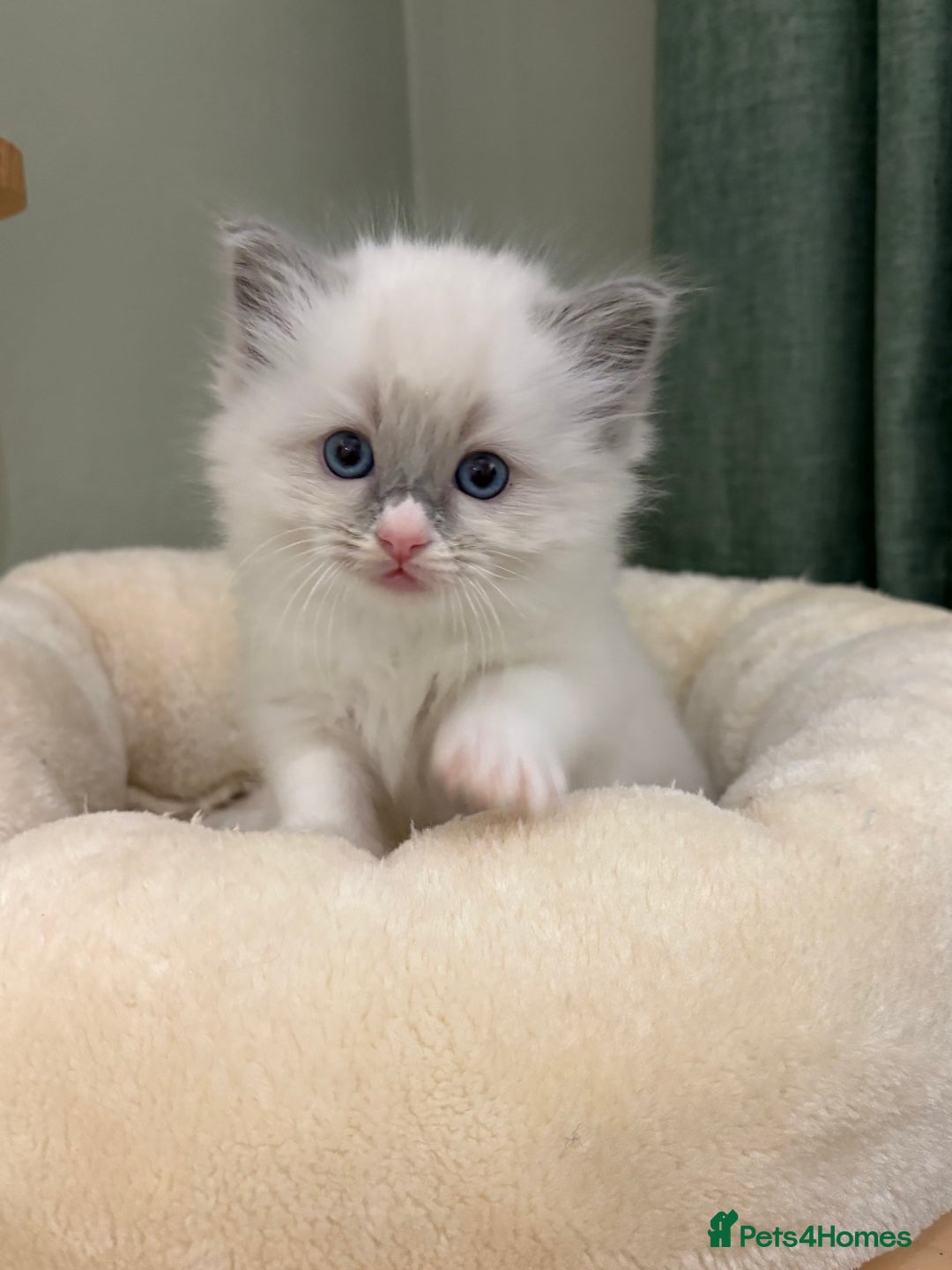 Ragdoll cats for sale: Gccf ragdolls ready 12th Jan  - Advert 7