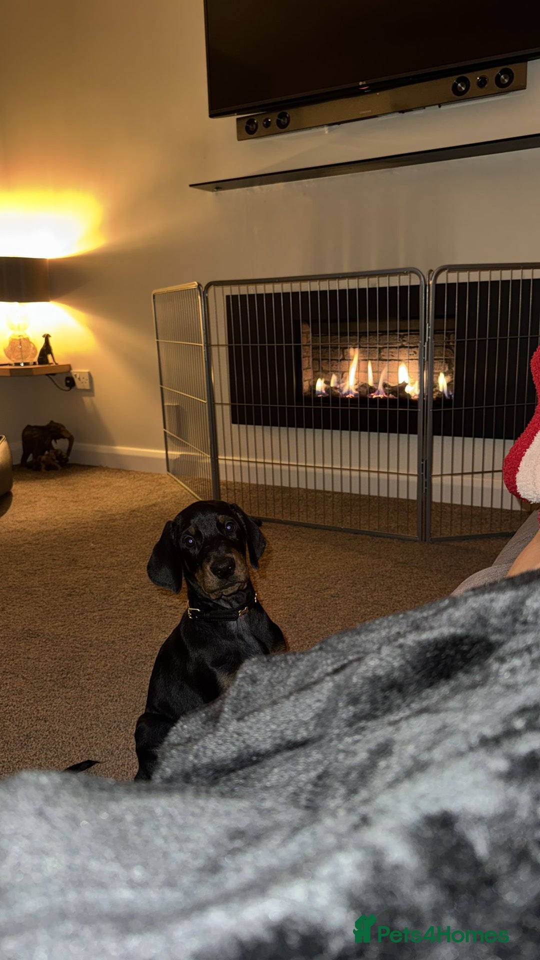 Dobermann dogs for sale: Exceptional Doberman - Advert 2