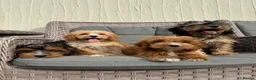 Cockapoo dogs for sale: F1 pra clear Cockapoos(council licensed) - Advert 10